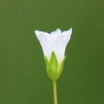 Linum catharticum ফুল