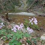 Cardamine pentaphyllosFlor