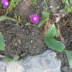 Callirhoe digitata Кветка