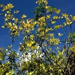 Citrus trifoliata Elinympäristö