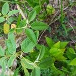 Croton monanthogynus Blad