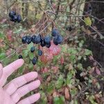 Viburnum rufidulum Fruit