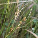 Juncus tenuis Frukt