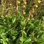 Orthilia secunda Habit