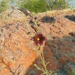Salpiglossis sinuata Yeri