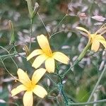 Lactuca muralis Fula