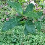 Fuchsia paniculata Folha