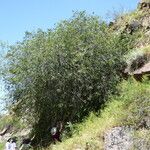 Celtis australis Habit