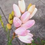 Ixia maculata Květ