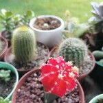 Gymnocalycium mihanovichii果實