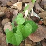 Ipomoea obscura Φύλλο