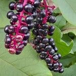 Phytolacca americana Плод