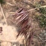 Bromus racemosus 花