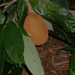 Theobroma grandiflorum Meyve