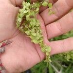 Atriplex hortensis Frukt