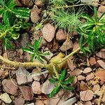 Pachypodium succulentum Habit