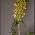 Pedicularis bracteosa Kvet