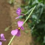 Moricandia moricandioides Fleur