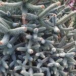 Abies pinsapo Fuelha