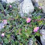 Rosa seraphinii Fula
