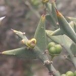 Colletia paradoxa Лист