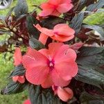 Impatiens hawkeri Квітка