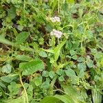 Valeriana eriocarpa Habitat