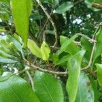 Syzygium aromaticum Цветок