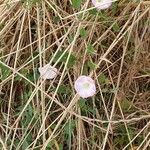 Convolvulus arvensis Flower