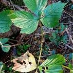 Rubus saxatilis 叶