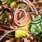 Cyclamen hederifolium кора