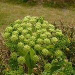 Angelica pachycarpa Kwiat