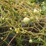 Cassytha filiformis ഫലം