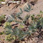 Lupinus digitatus Other