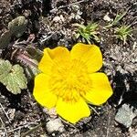 Ranunculus ollissiponensis Flower