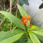 Asclepias curassavicaBloem