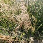 Aristida adscensionis (لحاء)