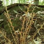 Epifagus virginiana Blad