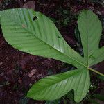 Pourouma tomentosa Leaf