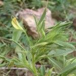 Ononis breviflora Квітка