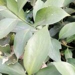 Ruscus hypoglossum Leaf
