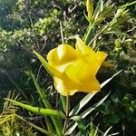 Allamanda angustifolia Other