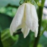 Campanula alliariifolia 花