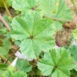 Malva neglecta Blatt