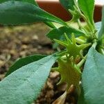 Dorstenia foetida Flower