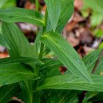 Digitalis grandiflora Leaf