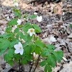 Isopyrum thalictroidesFlower