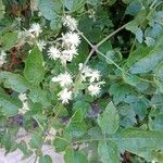 Clematis ligusticifolia Flor