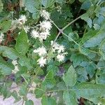 Clematis ligusticifolia Цвят