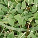 Trifolium fragiferum 葉